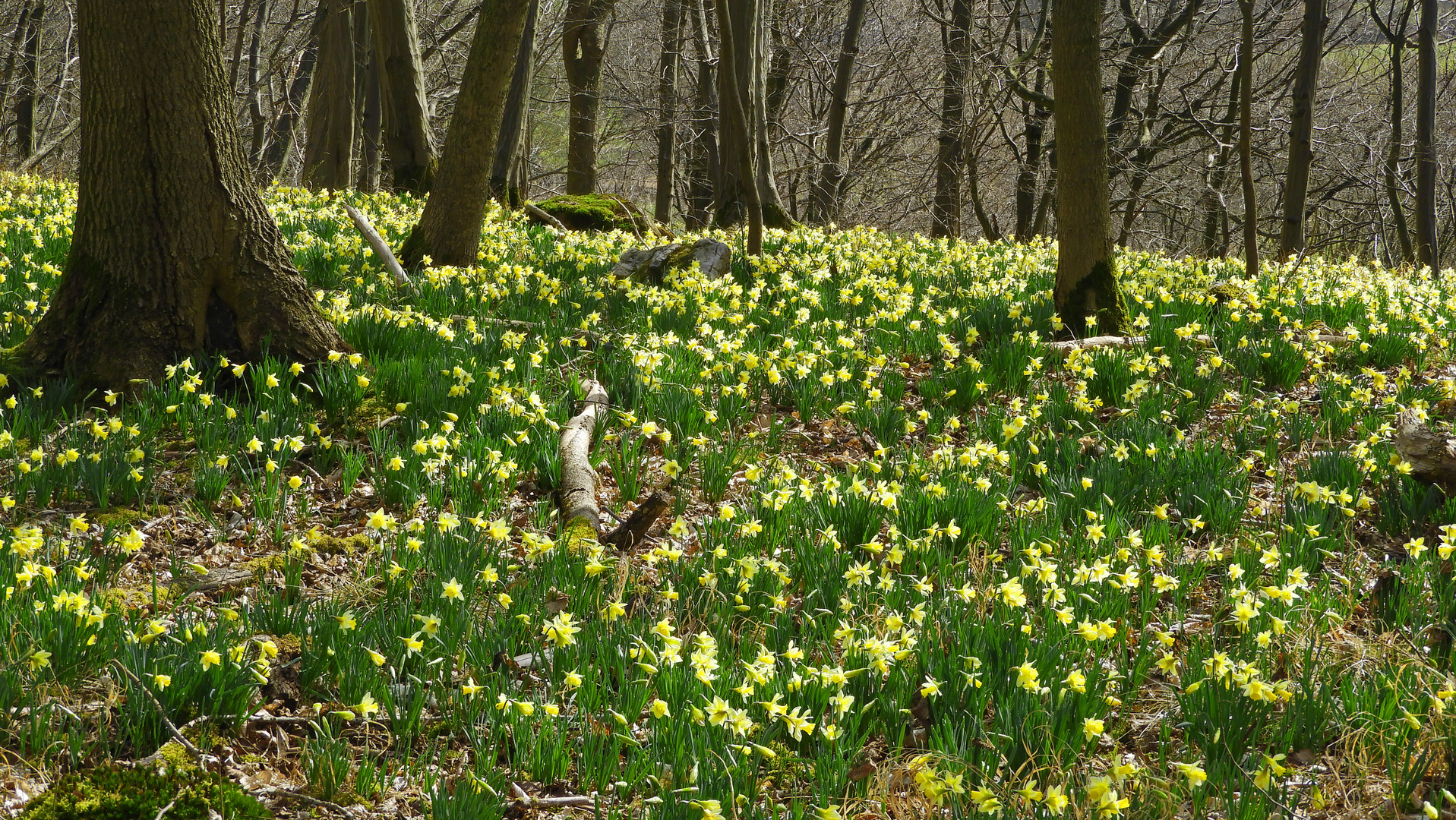 Zauber-Narzissenwald