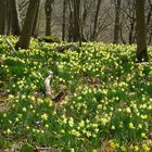 Zauber-Narzissenwald