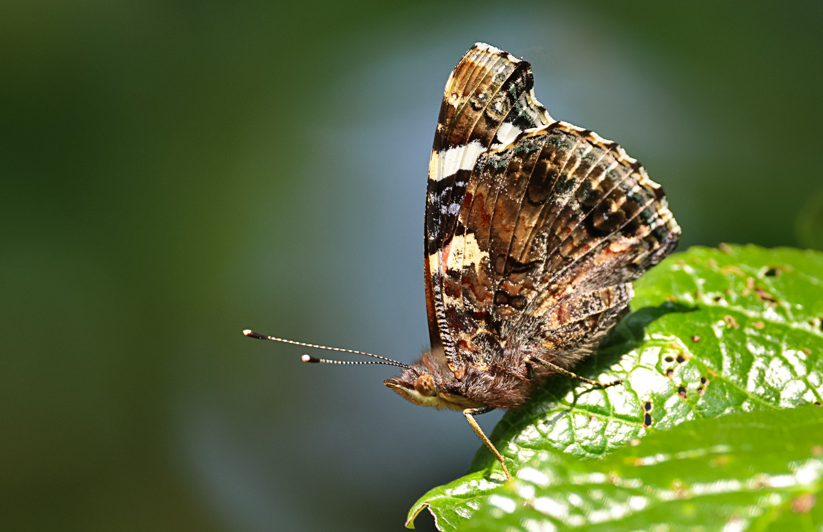 Zauber unserer heimischen Tierwelt