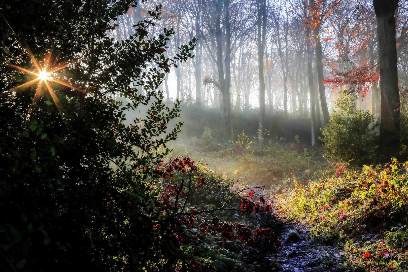 Zauber-Wald