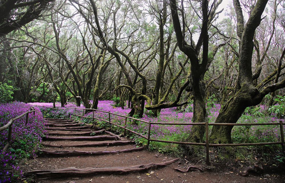 Zauber Wald