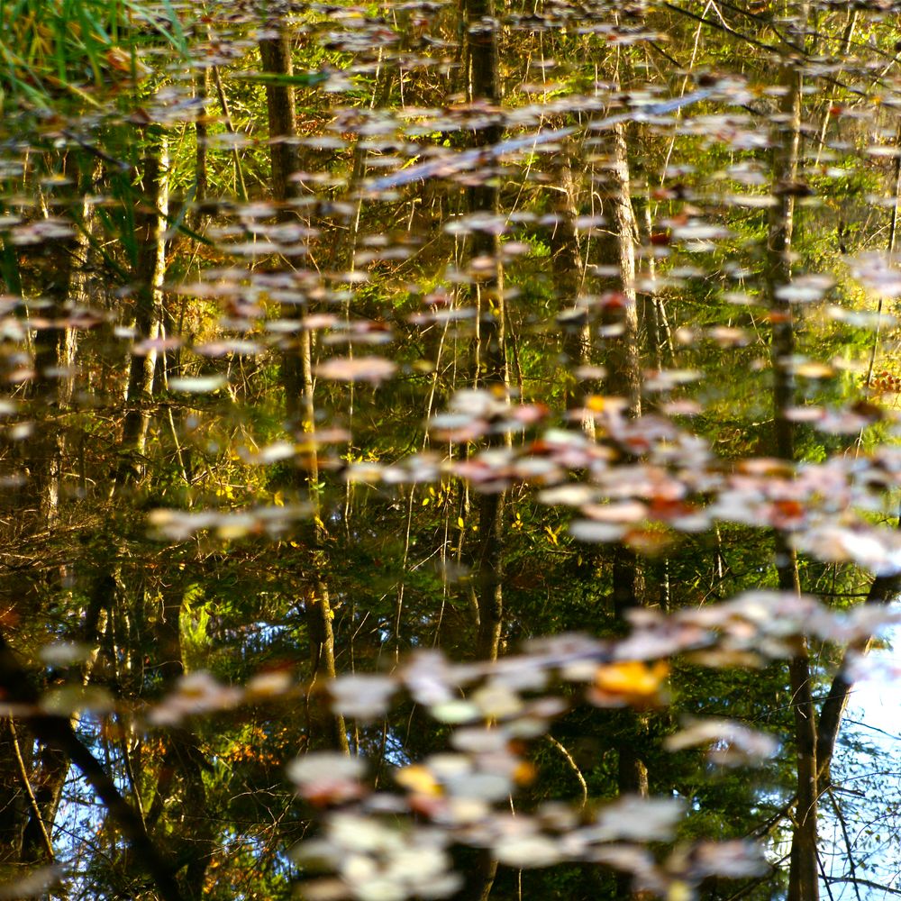 Zauber Wald