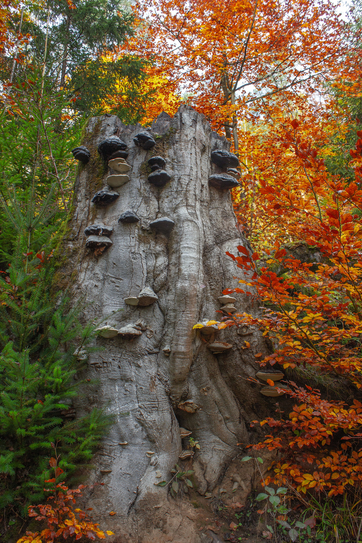 Zauber Wald Keller Wald