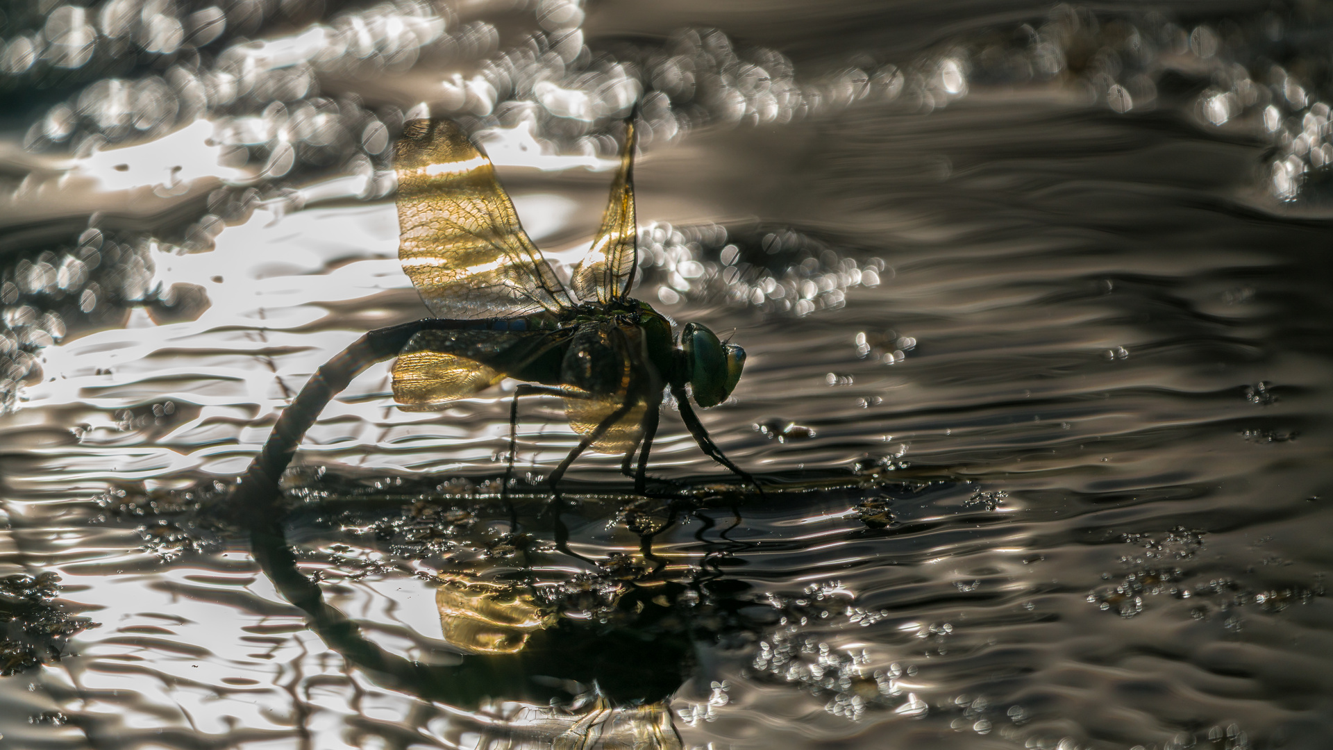 Zauber Wildlife Fotografie