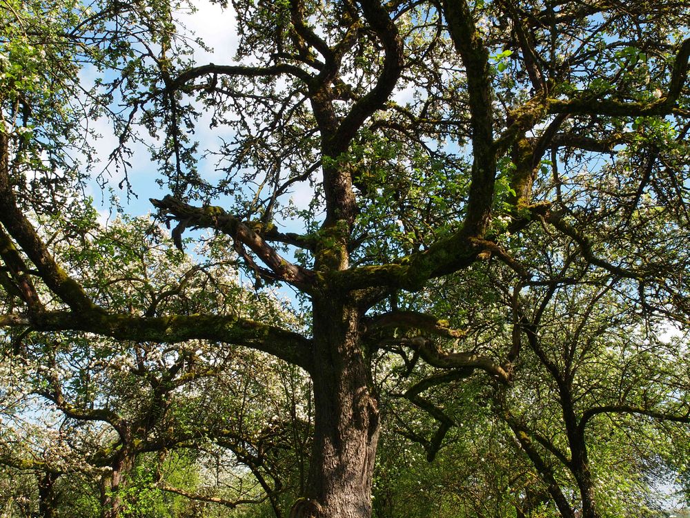 Zauberbaum