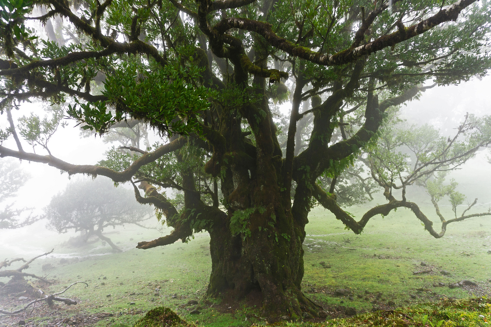 Zauberbaum