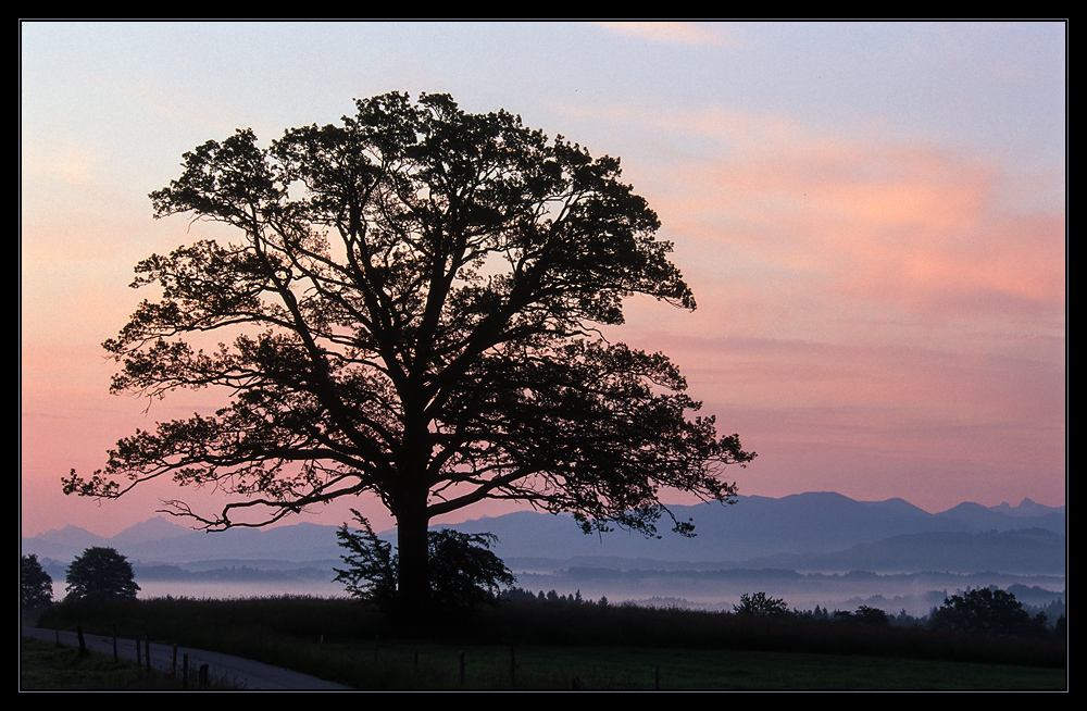 Zauberbaum