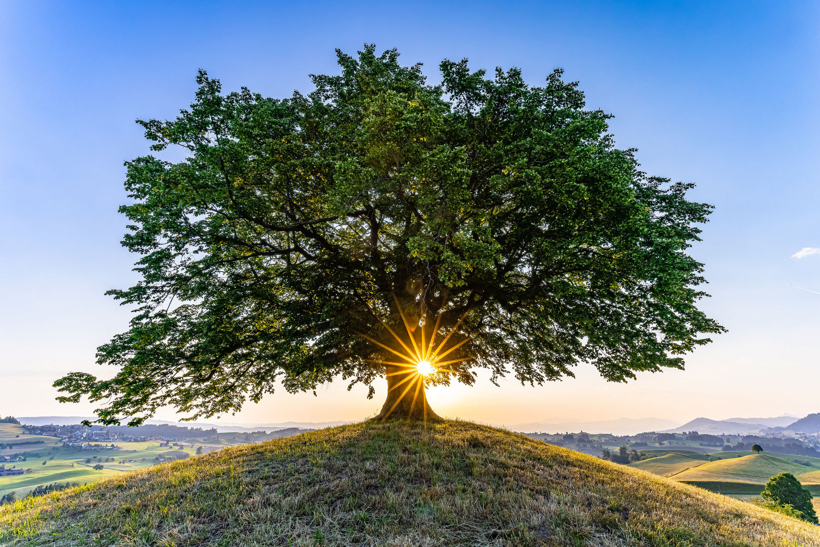 Zauberbaum