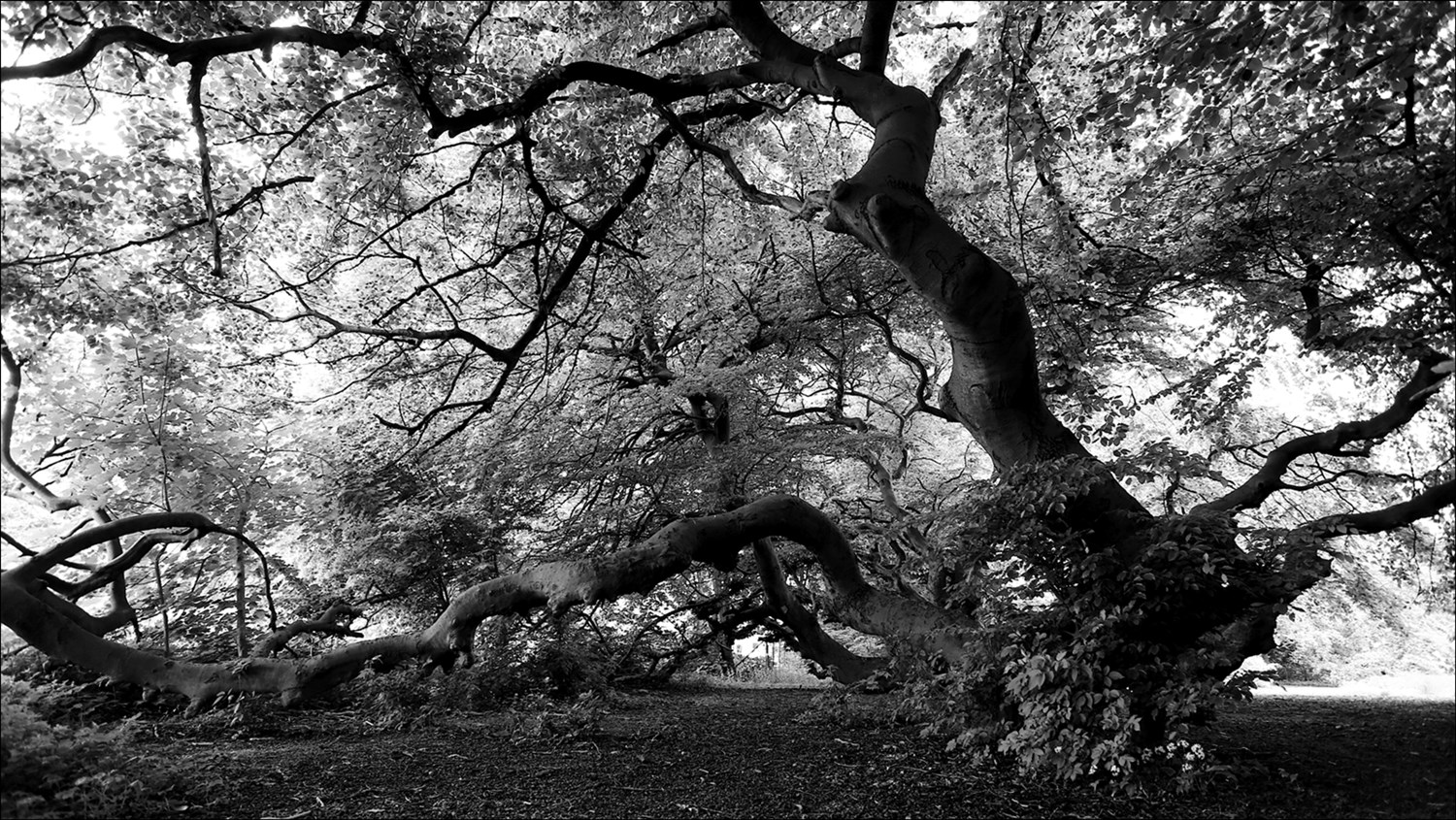 Zauberbaum