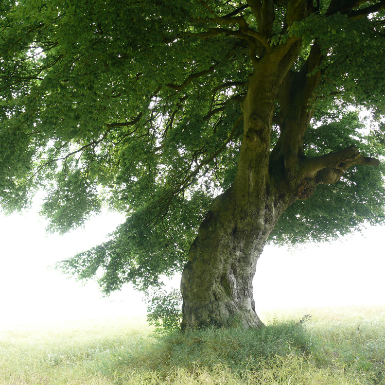 Zauberbaum