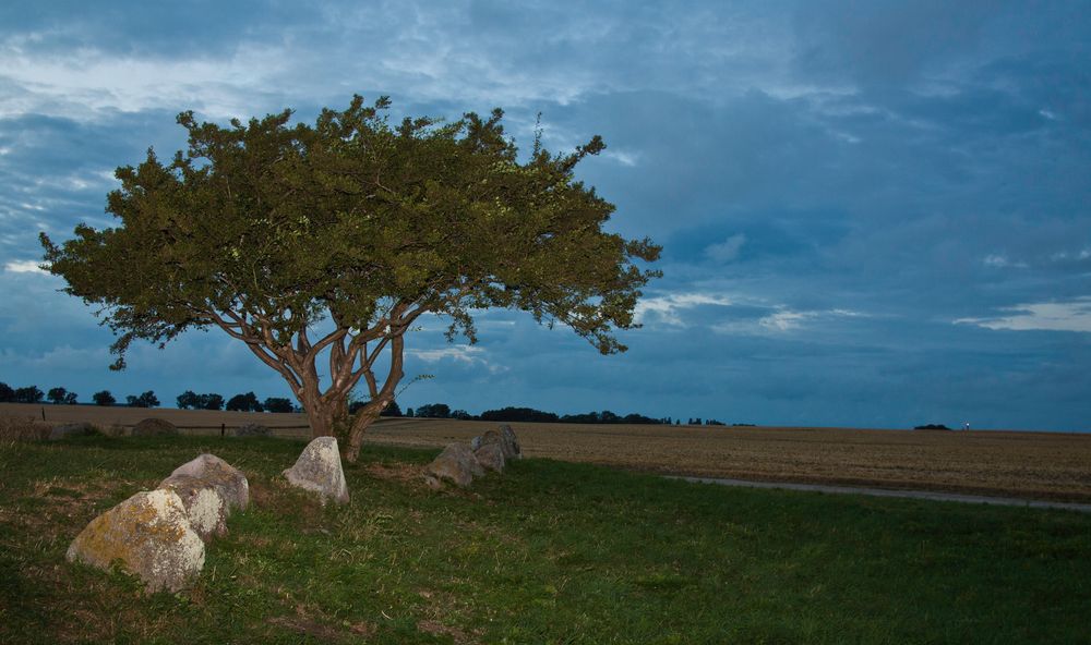 Zauberbaum am Großsteingrab bei Nobbin/Rügen (Nordkap)