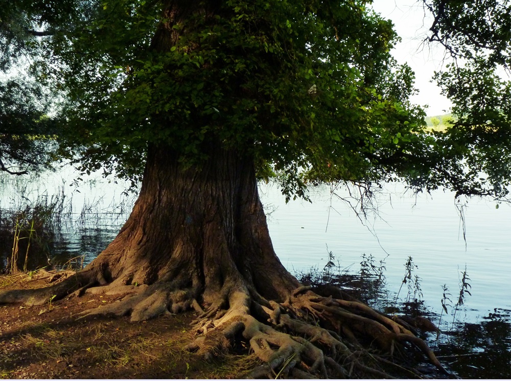 Zauberbaum