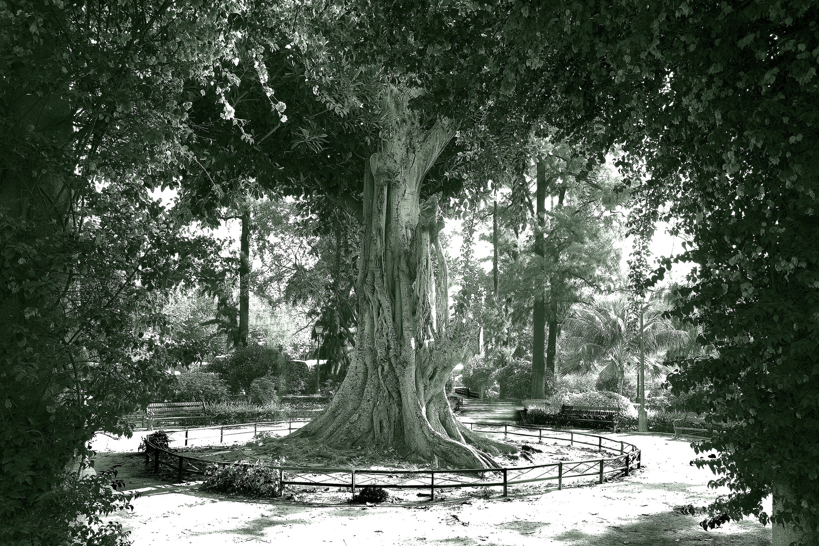 Zauberbaum