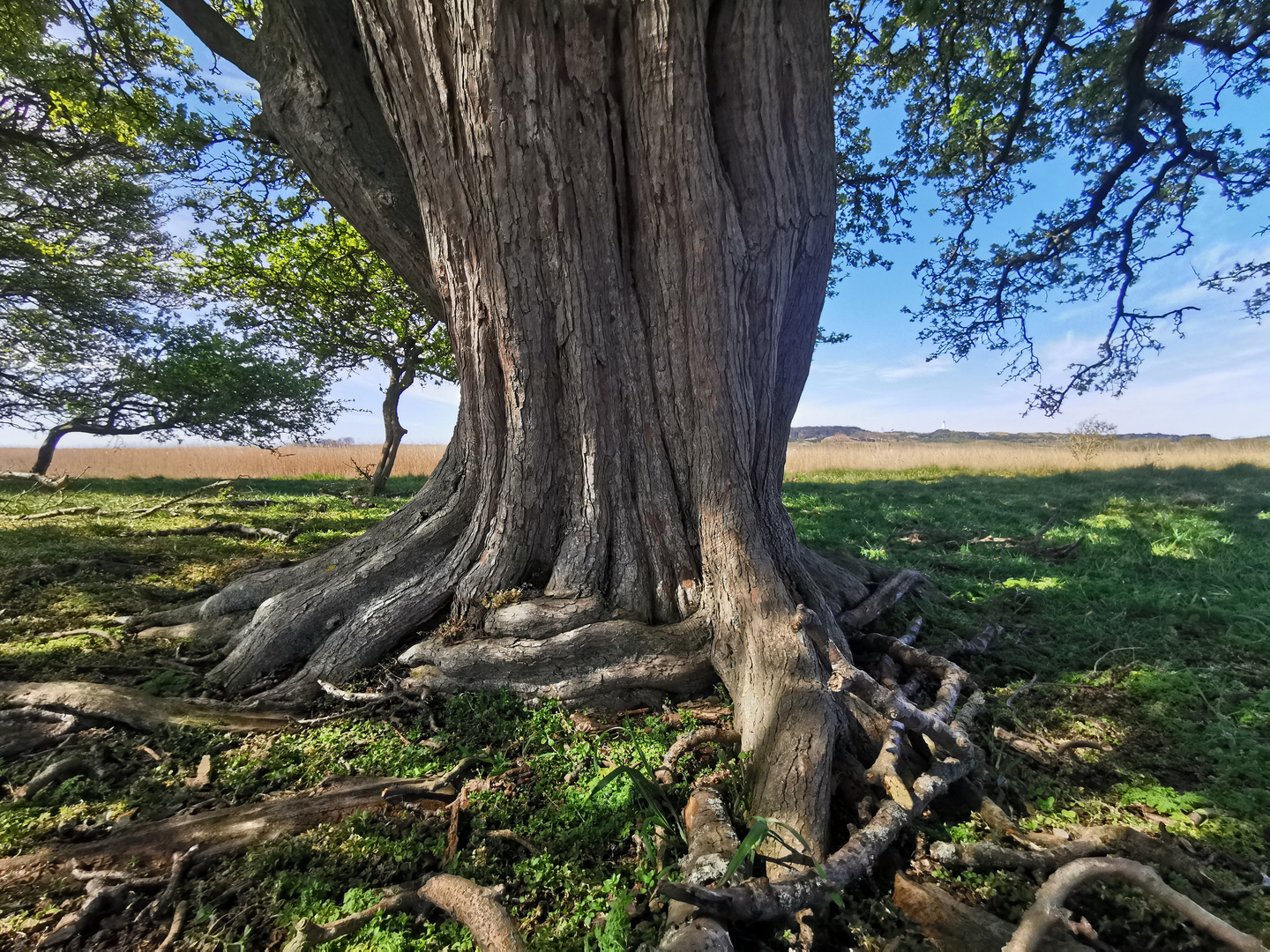 Zauberbaum  oder verhext?