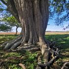 Zauberbaum  oder verhext?