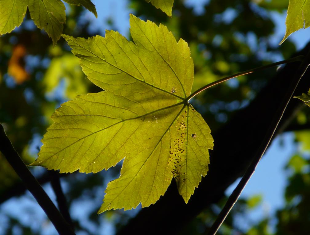 Zauberblätter aus dem Herbstwald - Bergahorn