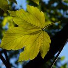 Zauberblätter aus dem Herbstwald - Bergahorn