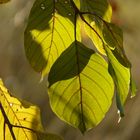 Zauberblätter aus dem Herbstwald - Kreuzdorn