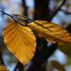 Zauberblätter aus dem Herbstwald - Rotbuche