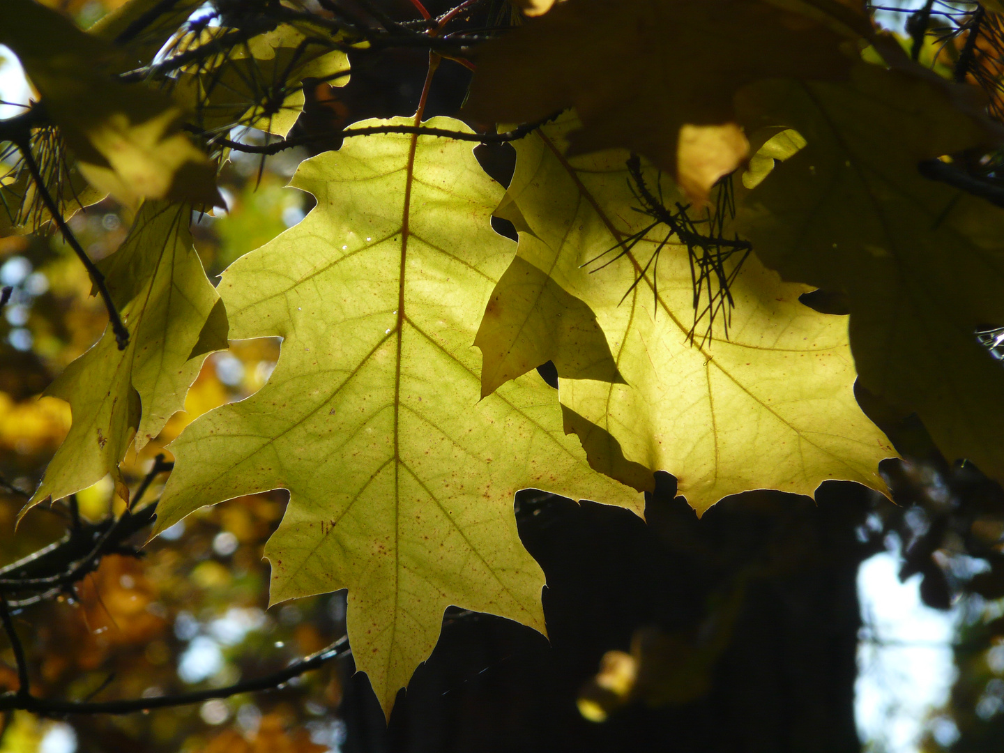 Zauberblätter aus dem Herbstwald - Spitzeiche