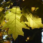 Zauberblätter aus dem Herbstwald - Spitzeiche