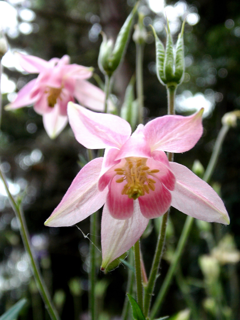 Zauberblüte