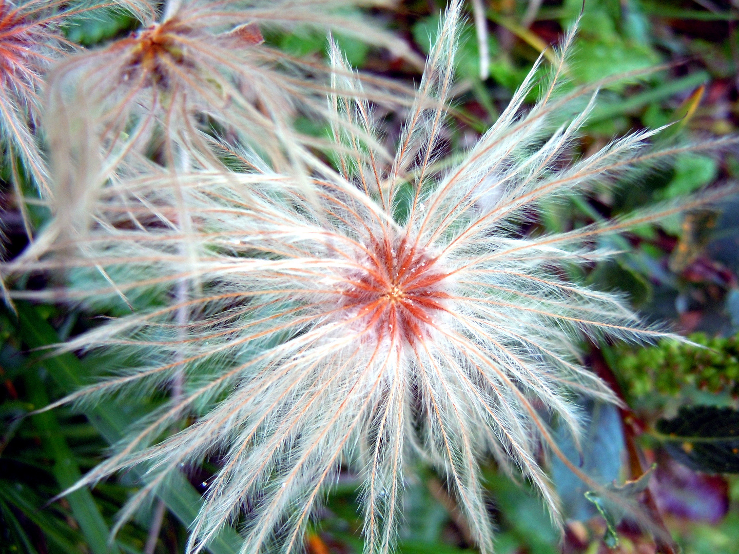 Zauberblüten