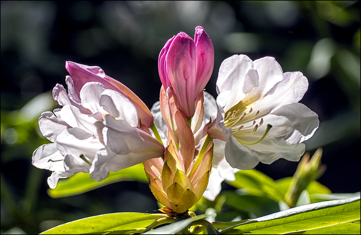 Zauberblüte(n)