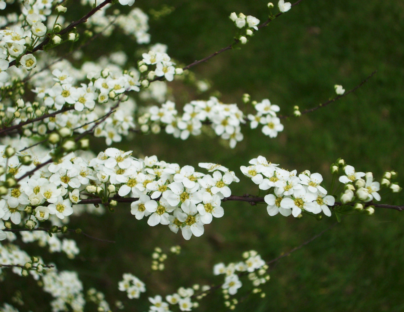 ZAUBERBLÜTEN-BLÜTENZAUBER....