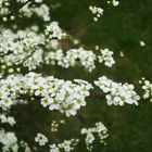 ZAUBERBLÜTEN-BLÜTENZAUBER....