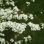 ZAUBERBLÜTEN-BLÜTENZAUBER....