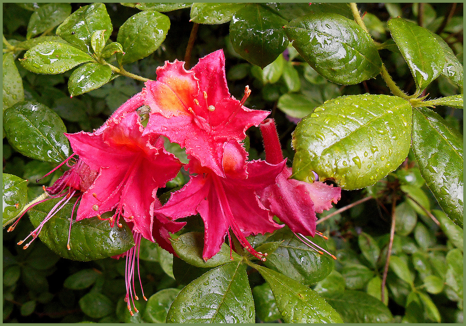 Zauberblüten