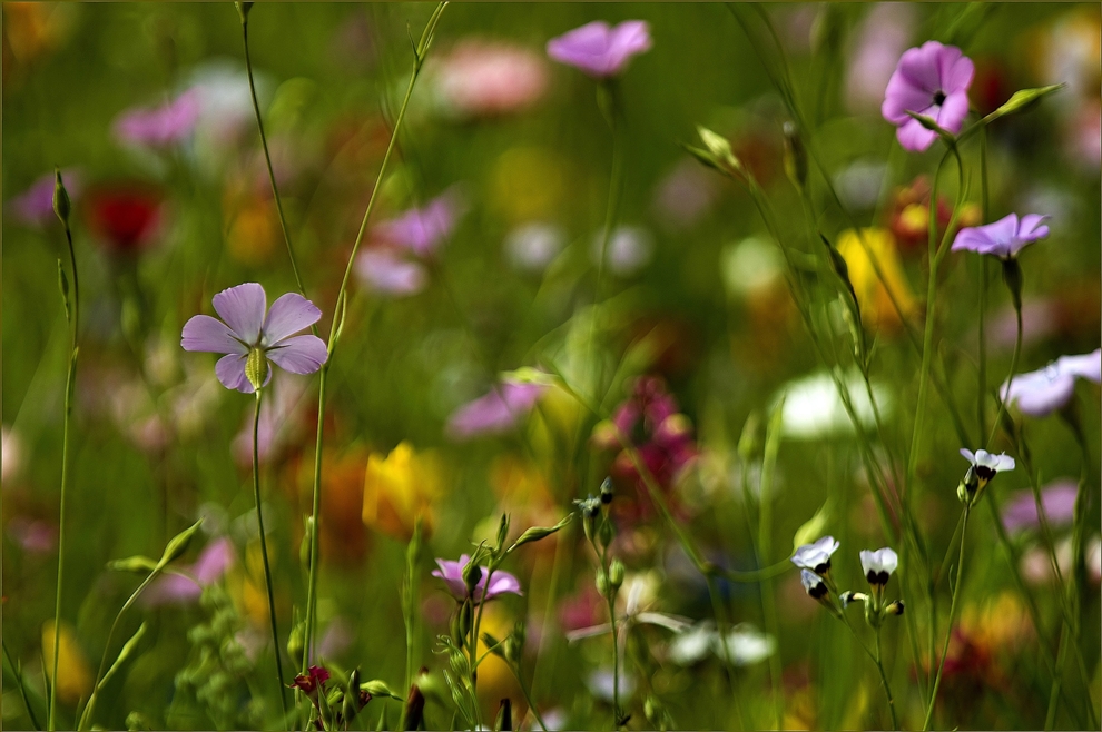 Zauberblüten..Blütenzauber