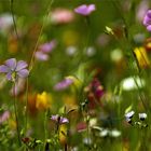 Zauberblüten..Blütenzauber