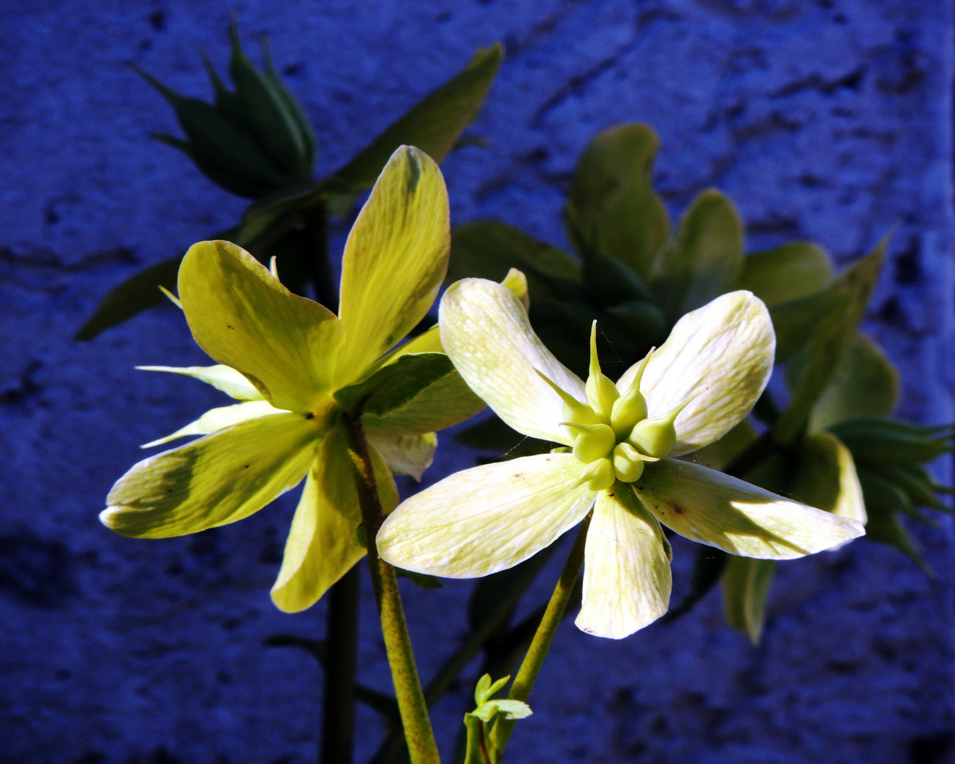 "Zauberblume"