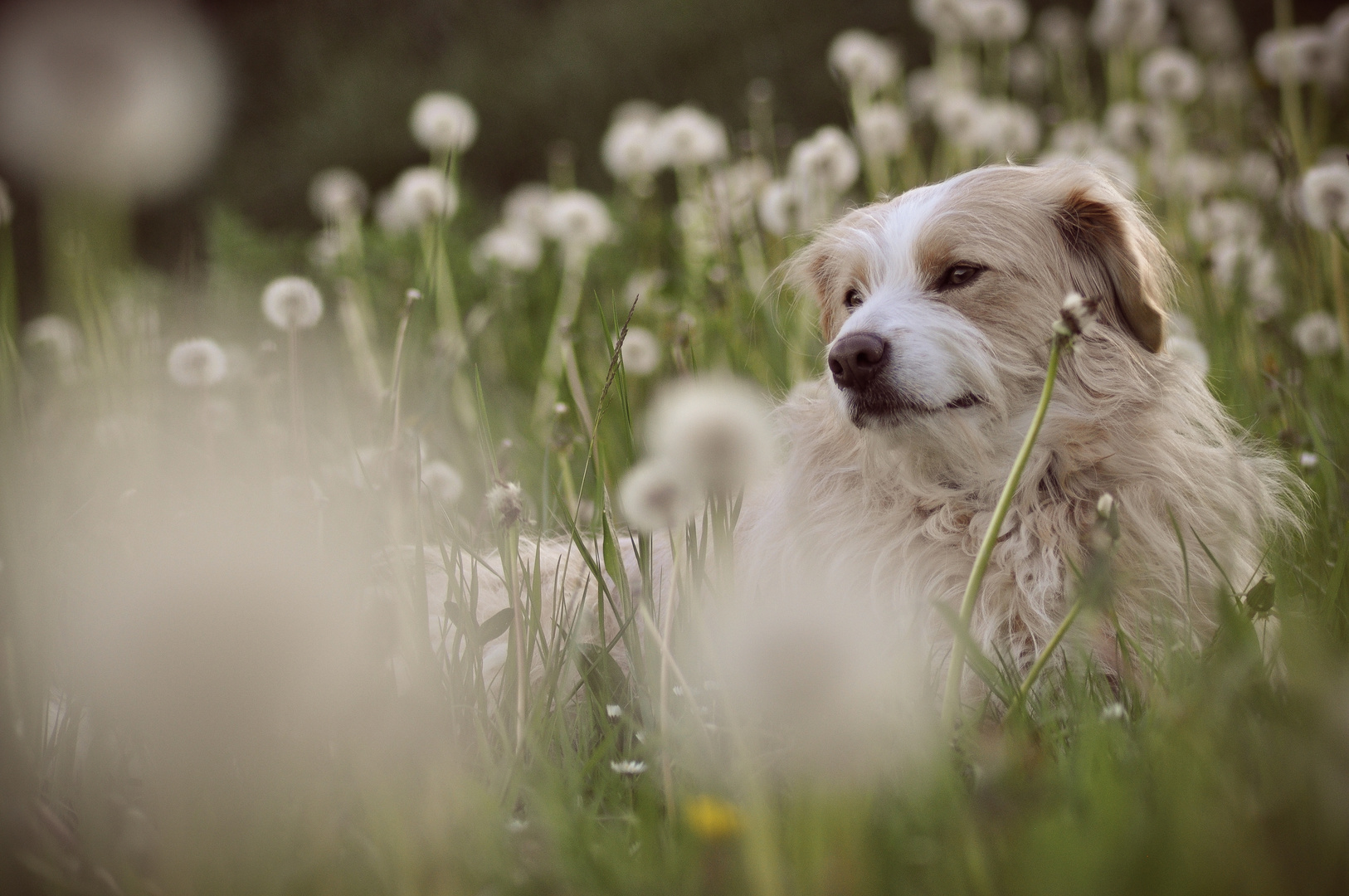 °°°Zauberblume°°°