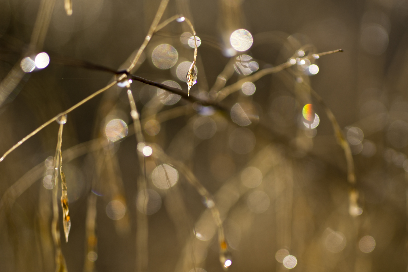 Zauberei Foto & Bild | natur, bokeh, tautropfen Bilder auf fotocommunity