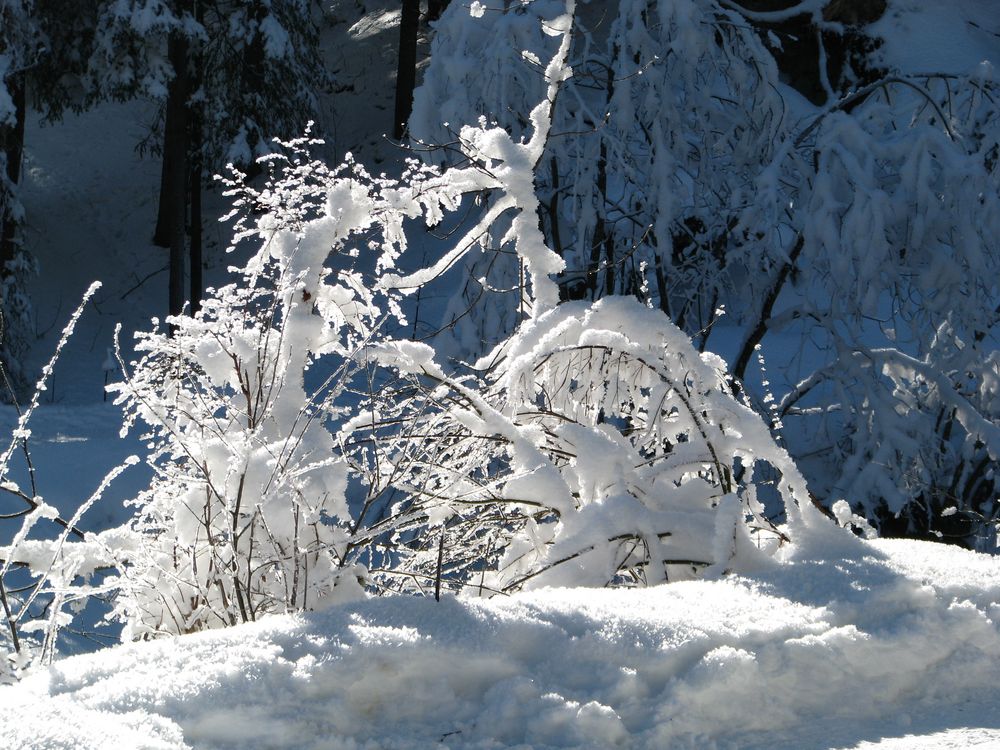 Zauberei des Winters