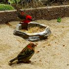 Zauberhafe bunte Vögel - im Aquazoo Düsseldorf