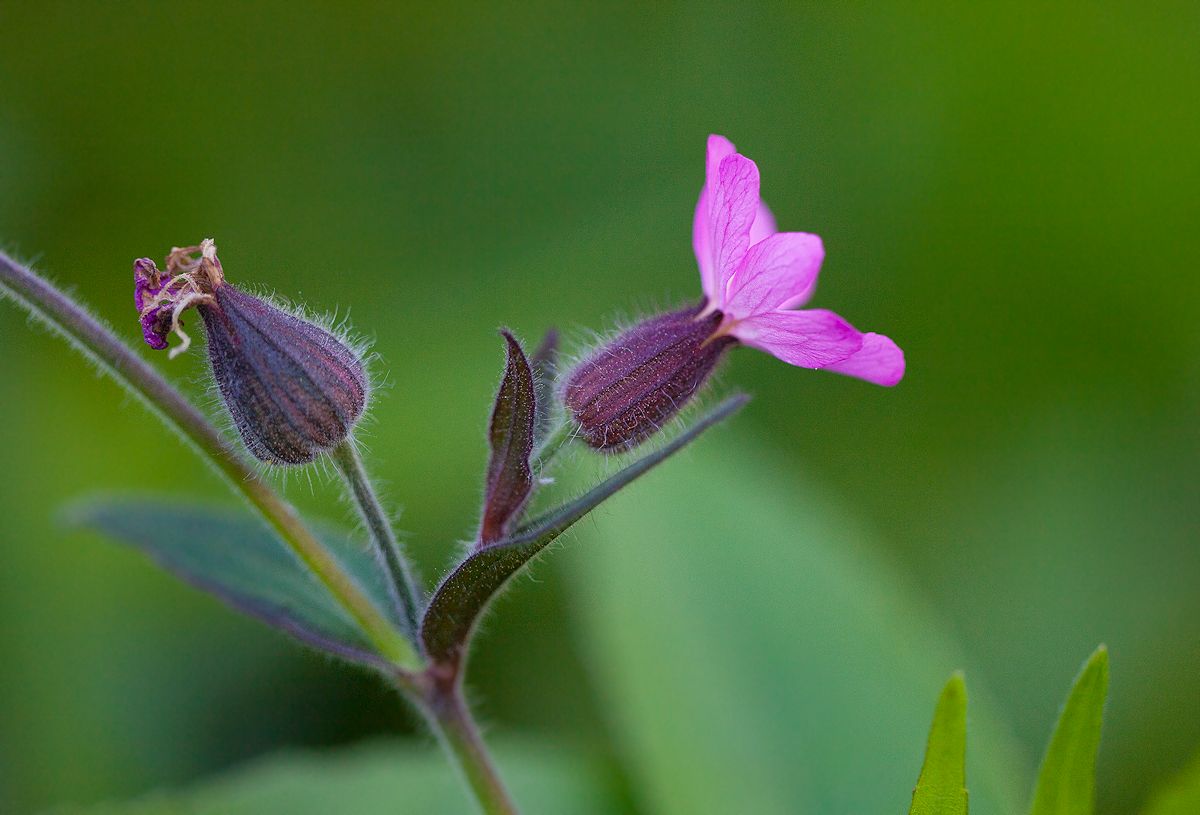 zauberhaft aus dem garten...