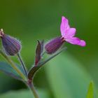 zauberhaft aus dem garten...