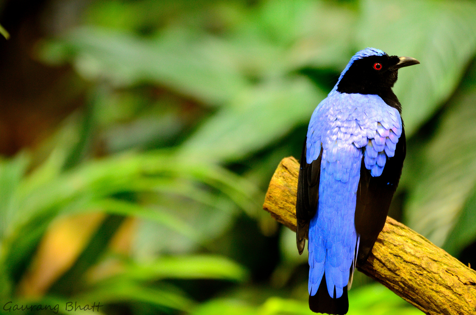 zauberhaft Bunt ein "Asian Fairy-bluebird"...  "Elfenblauvogel"