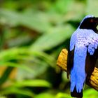 zauberhaft Bunt ein "Asian Fairy-bluebird"...  "Elfenblauvogel"