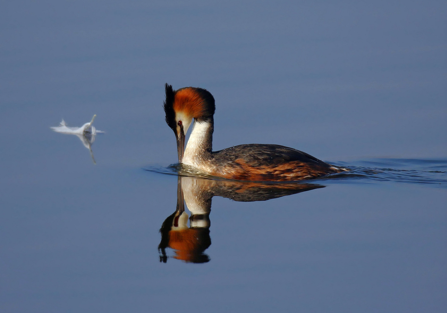 Zauberhaft - Haubentaucher (Podiceps cristatus) mit Schwanenfeder 