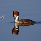 Zauberhaft - Haubentaucher (Podiceps cristatus) mit Schwanenfeder 