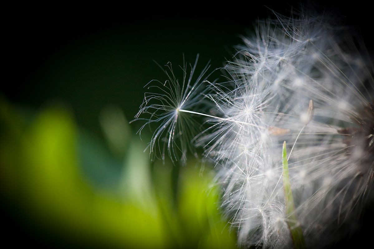 zauberhaft in meinem garten(2)...