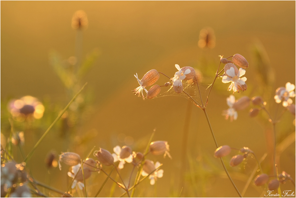 zauberhafte Abendstimmung