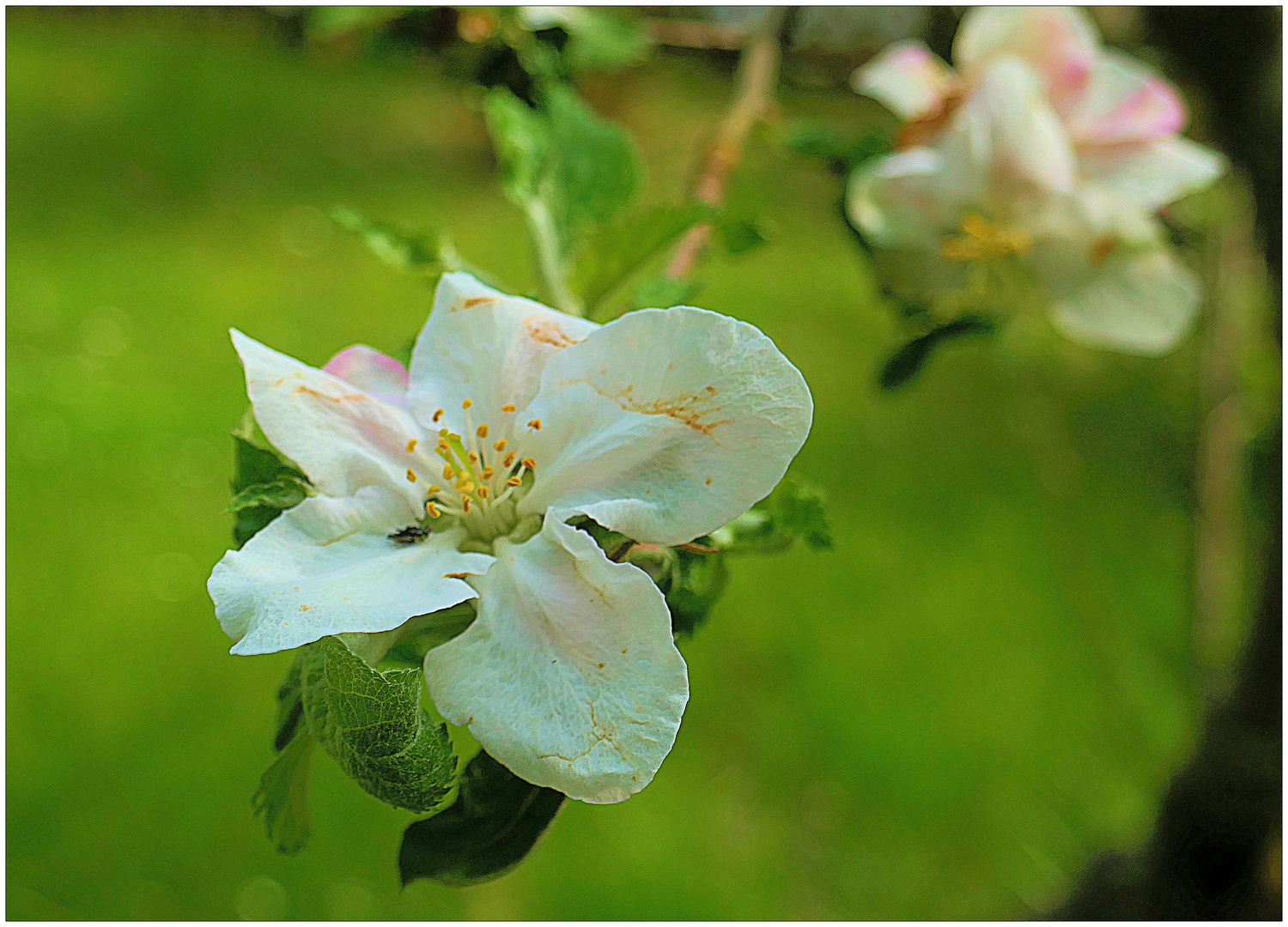 Zauberhafte Apfelblüte