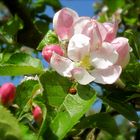 Zauberhafte Apfelblüte mit Besucher