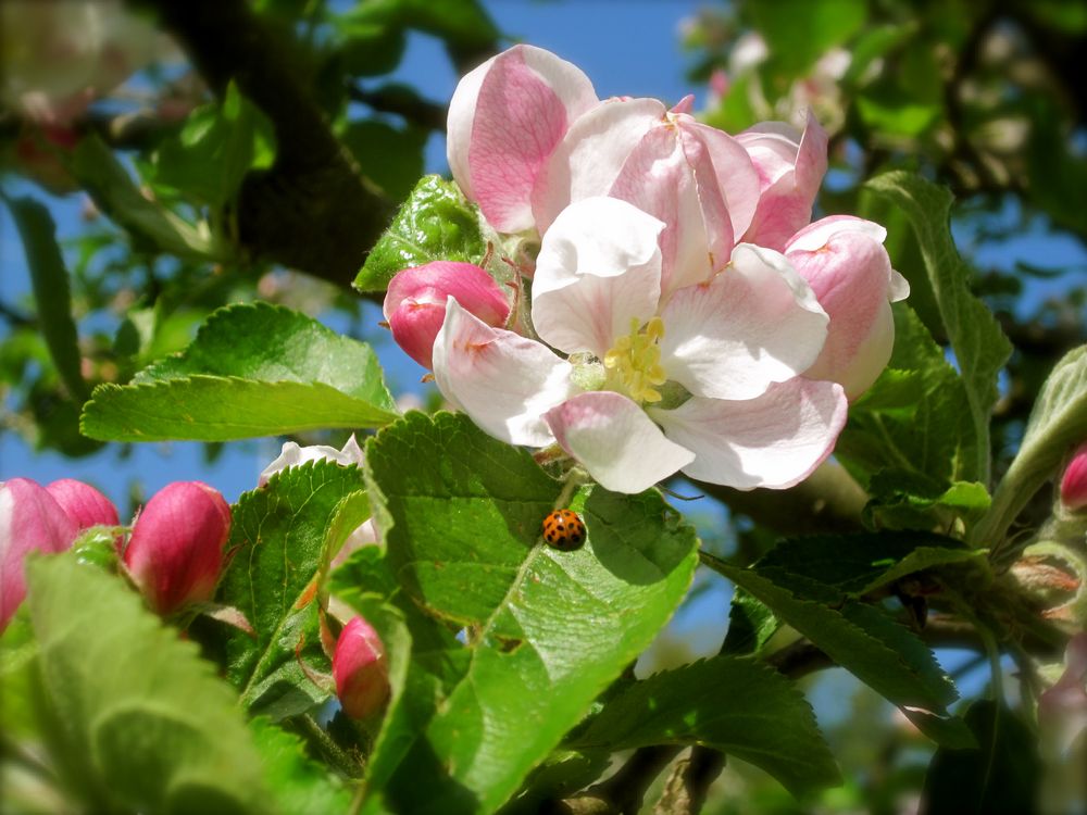 Zauberhafte Apfelblüte mit Besucher